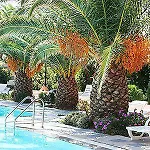 Irinna Faliraki