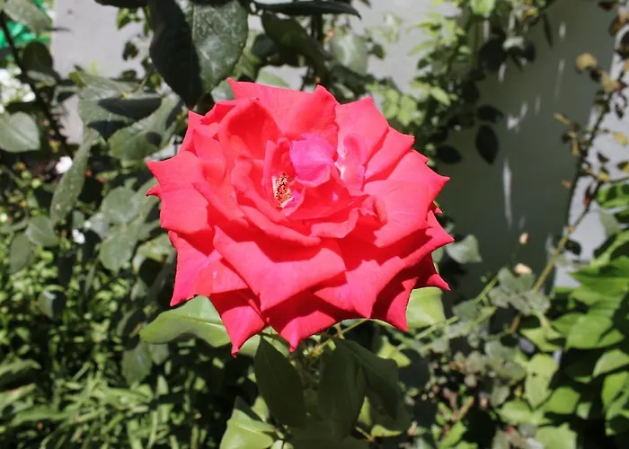 Irinna Lägenhetshotell