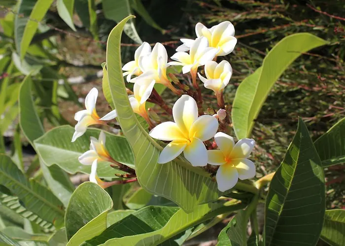 Lägenhetshotell Irinna Faliraki