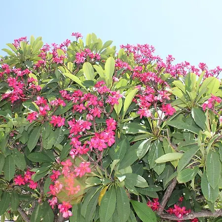 מלון דירות Irinna 3*