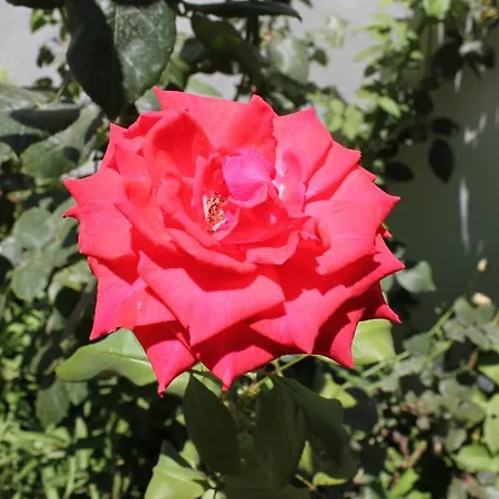 Irinna מלון דירות