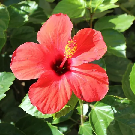 Irinna מלון דירות 3*