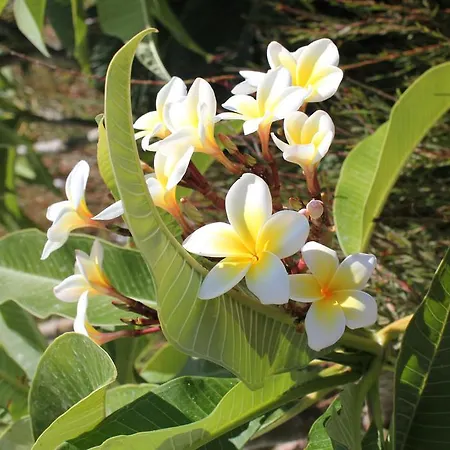 מלון דירות Irinna פליראקי