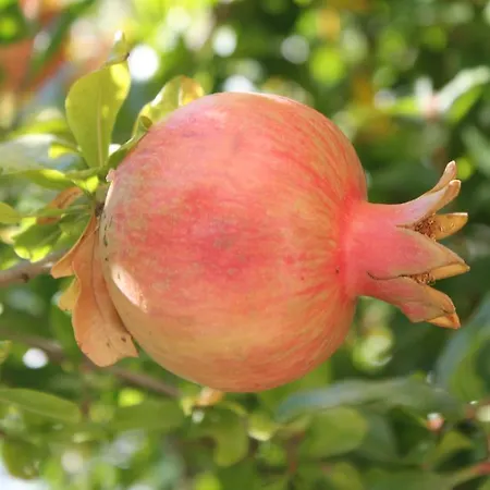 Irinna 3* פליראקי