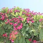 شقة فندقية Irinna 3*