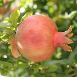 Irinna 3* Faliraki
