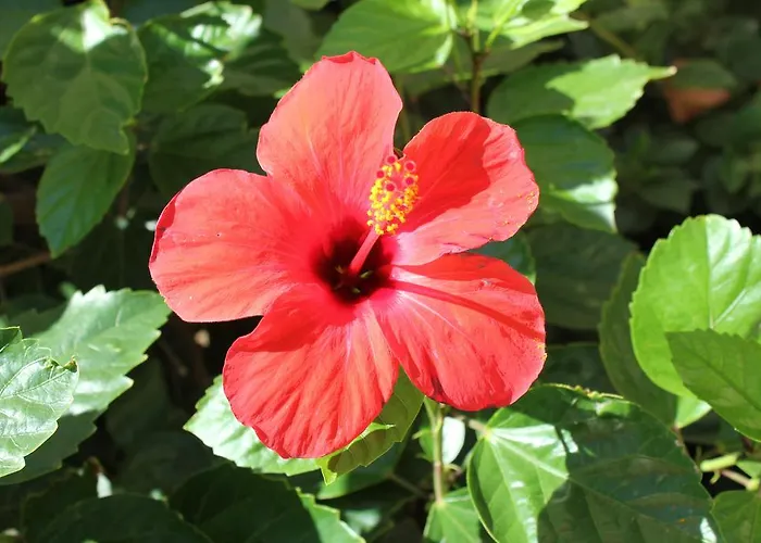 Irinna Apartmanhotel 3*